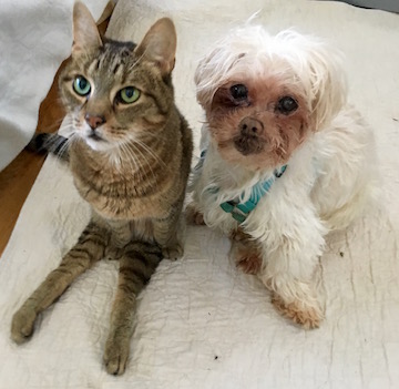 a cat and a little dog sit side-by-side looking at you
